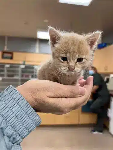 A tiny light-brown kitten sits curled in a person’s open hand, looking forward with wide eyes. The background appears to be an indoor clinic or shelter, with cabinets and a blurred person in scrubs visible behind.