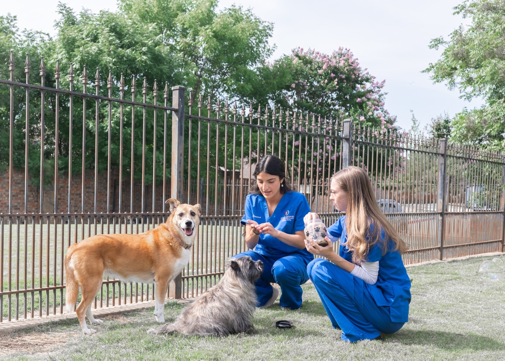 Two veterinary team members in blue scrubs interacting with two dogs in the clinic yard.