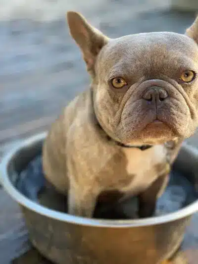 A gray French bulldog sits snugly inside a metal bowl outdoors, looking directly at the camera with an alert, serious expression. The background is softly blurred, suggesting a patio or yard setting.