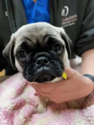 A small pug puppy with a wrinkled face and dark, round eyes is held gently by a person wearing a jacket and scrubs. The puppy rests on a soft pink blanket and looks directly at the camera indoors.