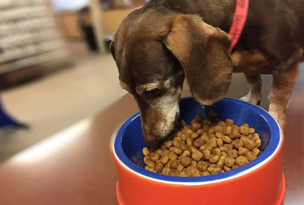 A small brown dog with a red collar lowers its head into a blue-and-red bowl filled with dry kibble, eating indoors with a softly blurred background.
