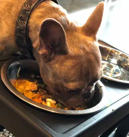 A tan, short-haired dog wearing a black collar eats messy wet food from a metal bowl set into a raised feeding stand, with bits of food visible around the bowl.