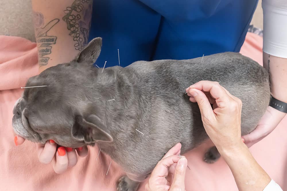 A gray French bulldog lying on a blanket while multiple acupuncture needles are placed along its back, with two people gently holding and positioning the dog during the treatment.