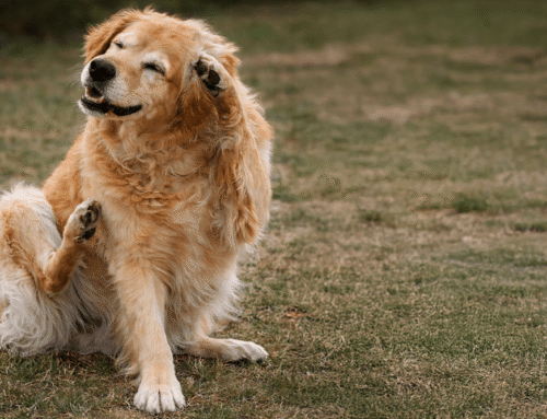 Chronic Ear Infections: The Real Problem (and the Real Fix)