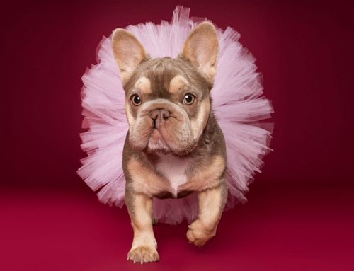 French Bulldogs: The Goofy Potatoes We Love (and the Medical Reality No One Talks About)