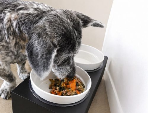 The Picky Eater That Isn’t Picky