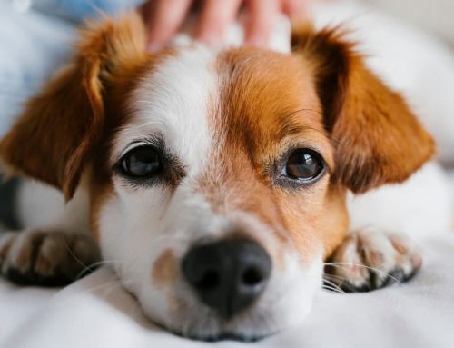 Lumps and Bumps: What IS That Thing (and Why We Poke It with a Needle)