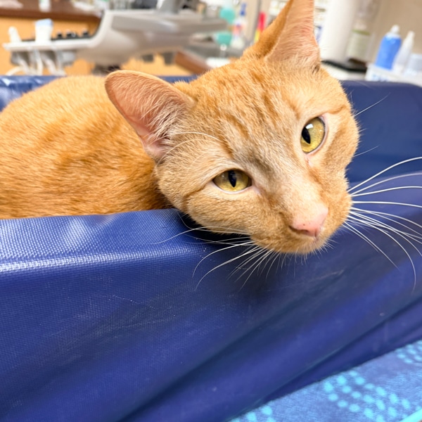 Orange clinic cat resting on a blue exam table bolster and looking at the camera.