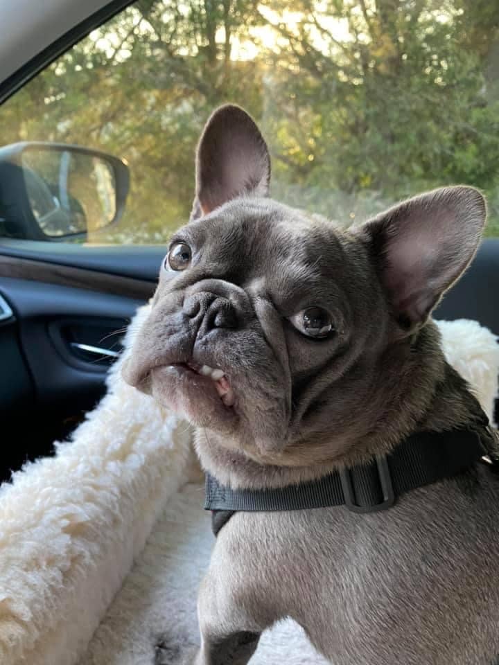 Gray French Bulldog in car looking concerned.
