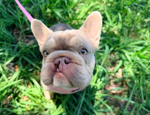 New World Screwworm: What Pet Owners Need to Know