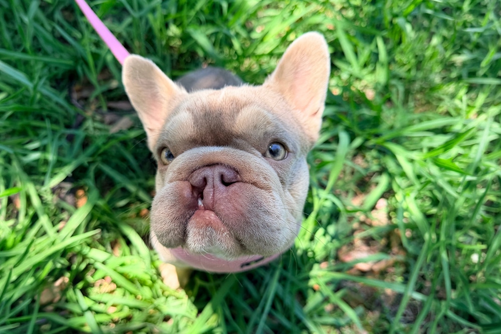 French Bulldog puppy with a cleft lip sitting in green grass and looking directly at the camera.