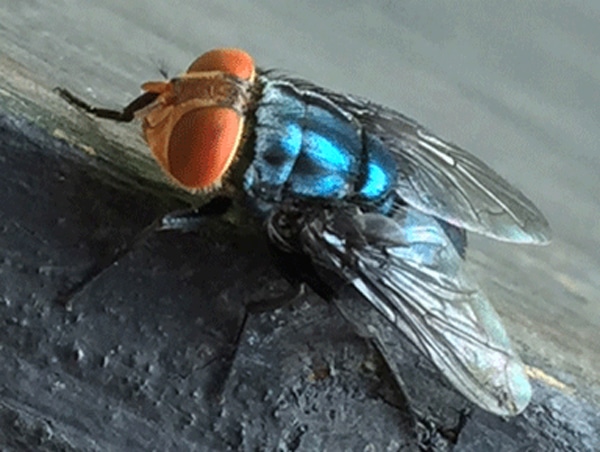 Close-up image of an adult New World Screwworm fly with blue metallic coloring and orange eyes (CDC image).
