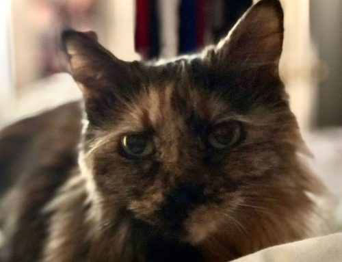 Why I Never Stop Recommending Microchips: Lola’s Story