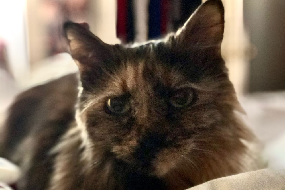 Lola-portrait-on-blanket-looking-at-camera_img1